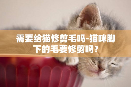 需要給貓修剪毛嗎-貓咪腳下的毛要修剪嗎？