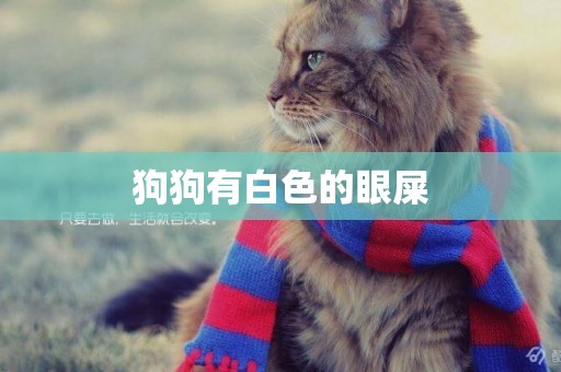 狗狗有白色的眼屎