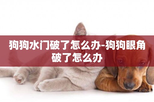 狗狗水門破了怎么辦-狗狗眼角破了怎么辦