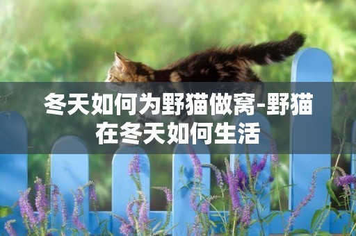 冬天如何為野貓做窩-野貓在冬天如何生活