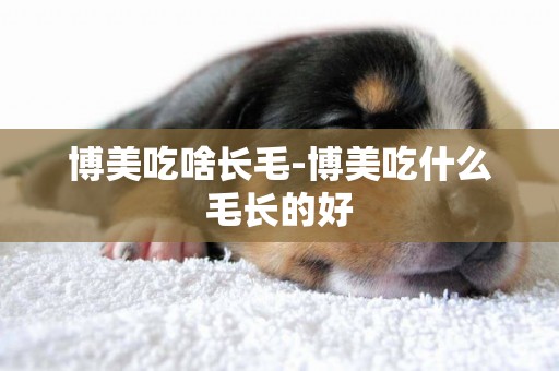 博美吃啥長毛-博美吃什么毛長的好
