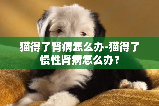 貓得了腎病怎么辦-貓得了慢性腎病怎么辦？