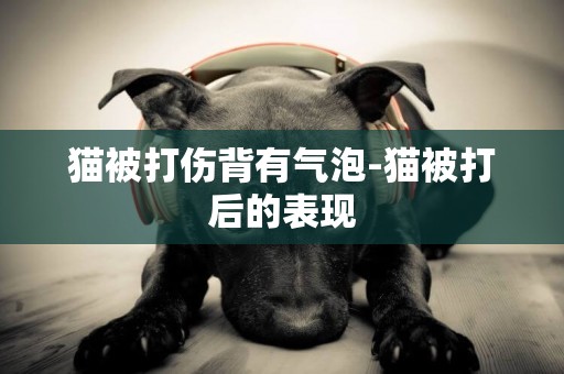 貓被打傷背有氣泡-貓被打后的表現