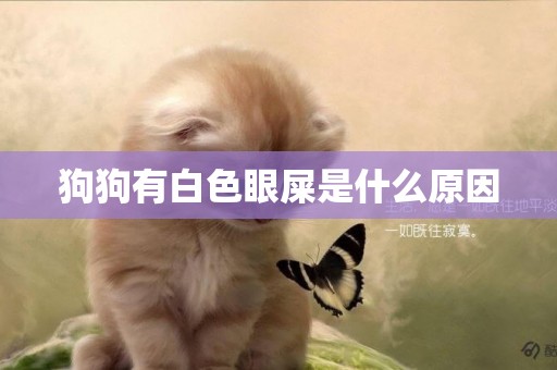狗狗有白色眼屎是什么原因