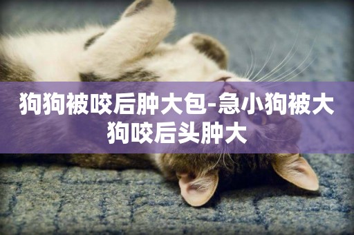 狗狗被咬后腫大包-急小狗被大狗咬后頭腫大