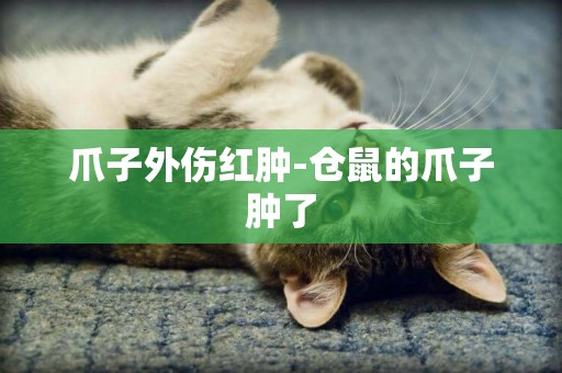 爪子外傷紅腫-倉鼠的爪子腫了