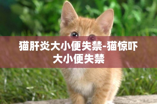 貓肝炎大小便失禁-貓驚嚇大小便失禁