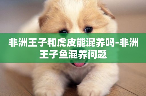非洲王子和虎皮能混養嗎-非洲王子魚混養問題