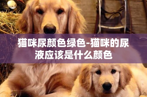 貓咪尿顏色綠色-貓咪的尿液應該是什么顏色