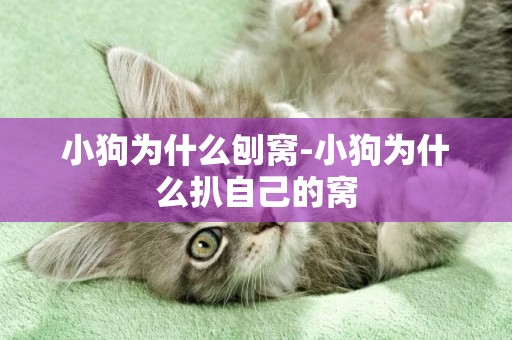 小狗為什么刨窩-小狗為什么扒自己的窩