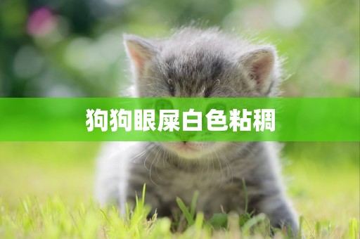 狗狗眼屎白色粘稠