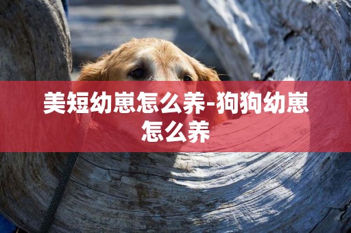 美短幼崽怎么養-狗狗幼崽怎么養