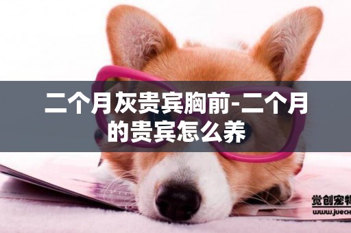 二個月灰貴賓胸前-二個月的貴賓怎么養