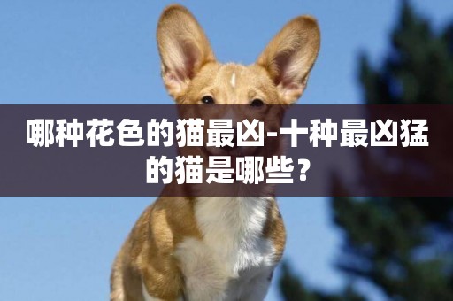 哪種花色的貓最兇-十種最兇猛的貓是哪些？
