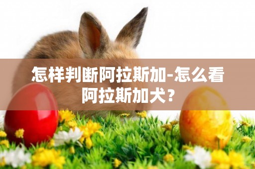 怎樣判斷阿拉斯加-怎么看阿拉斯加犬？