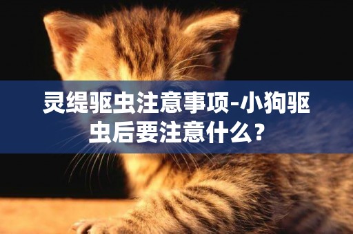 靈緹驅蟲注意事項-小狗驅蟲后要注意什么？