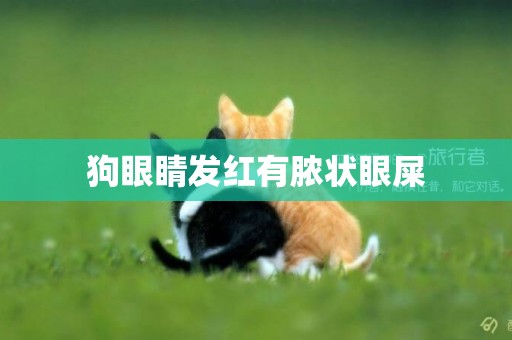 狗眼睛發紅有膿狀眼屎