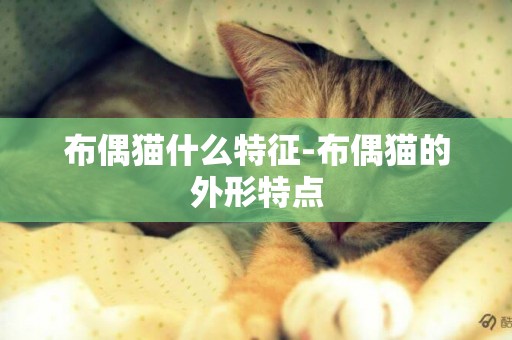 布偶貓什么特征-布偶貓的外形特點