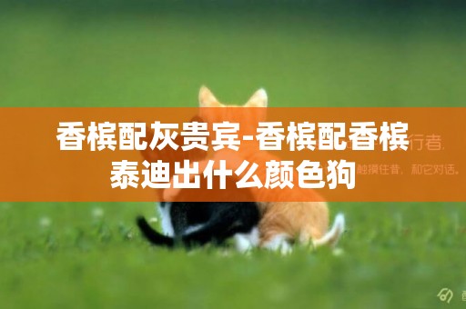 香檳配灰貴賓-香檳配香檳泰迪出什么顏色狗