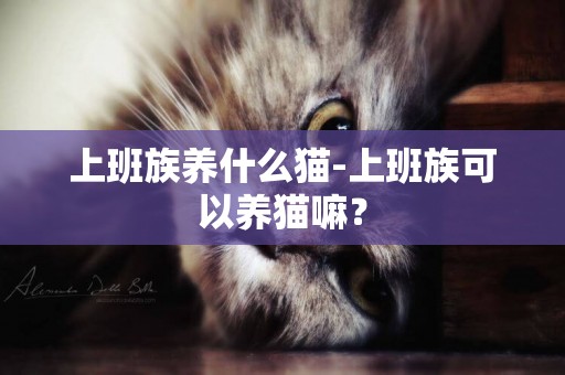 上班族養什么貓-上班族可以養貓嘛？