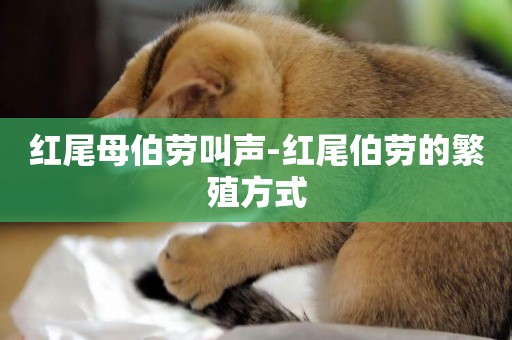 紅尾母伯勞叫聲-紅尾伯勞的繁殖方式