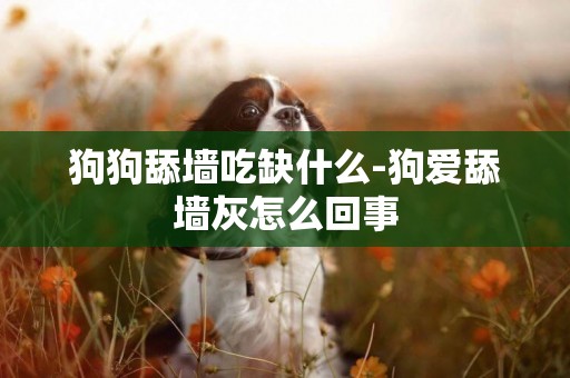 狗狗舔墻吃缺什么-狗愛舔墻灰怎么回事