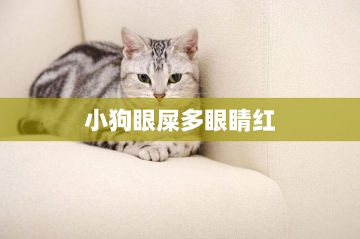 小狗眼屎多眼睛紅