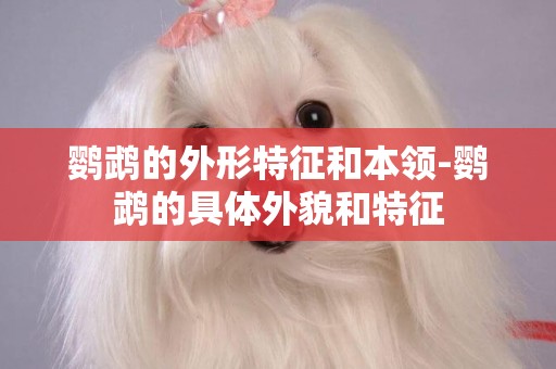 鸚鵡的外形特征和本領-鸚鵡的具體外貌和特征