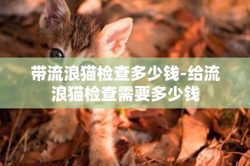 帶流浪貓檢查多少錢-給流浪貓檢查需要多少錢