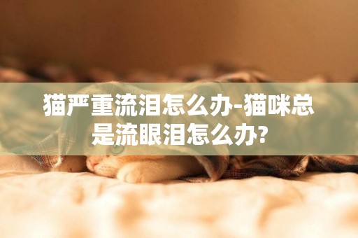 貓嚴重流淚怎么辦-貓咪總是流眼淚怎么辦?