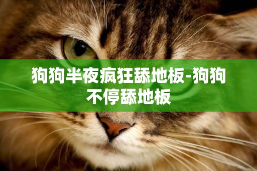 狗狗半夜瘋狂舔地板-狗狗不停舔地板