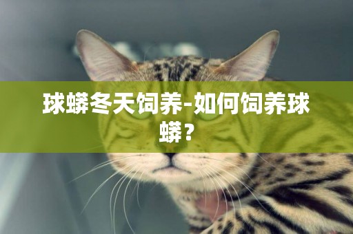 球蟒冬天飼養-如何飼養球蟒？