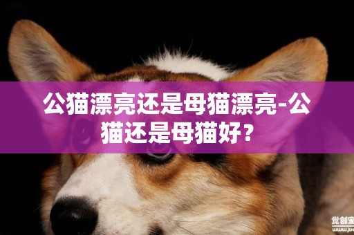 公貓漂亮還是母貓漂亮-公貓還是母貓好？
