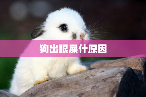狗出眼屎什原因