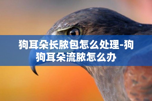 狗耳朵長膿包怎么處理-狗狗耳朵流膿怎么辦