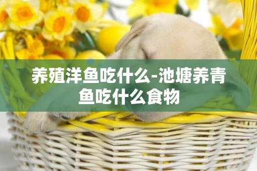 養殖洋魚吃什么-池塘養青魚吃什么食物