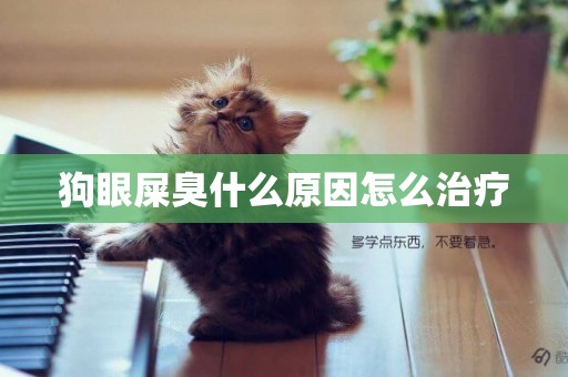 狗眼屎臭什么原因怎么治療