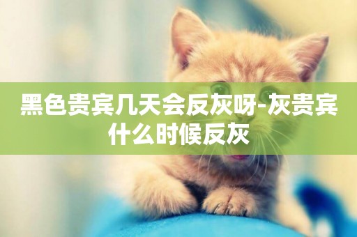 黑色貴賓幾天會反灰呀-灰貴賓什么時候反灰