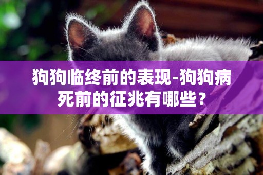 狗狗臨終前的表現-狗狗病死前的征兆有哪些？