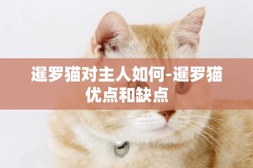暹羅貓對主人如何-暹羅貓優點和缺點