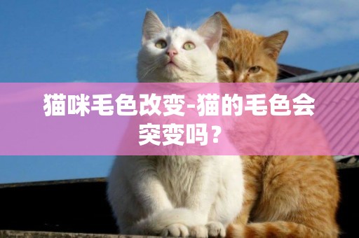 貓咪毛色改變-貓的毛色會突變嗎？