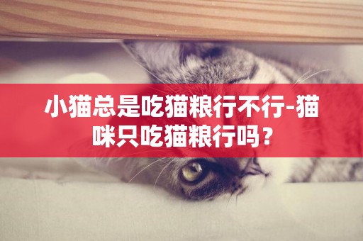 小貓總是吃貓糧行不行-貓咪只吃貓糧行嗎？