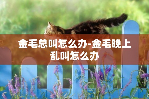 金毛總叫怎么辦-金毛晚上亂叫怎么辦