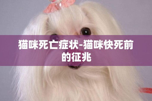 貓咪死亡癥狀-貓咪快死前的征兆