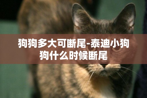 狗狗多大可斷尾-泰迪小狗狗什么時候斷尾