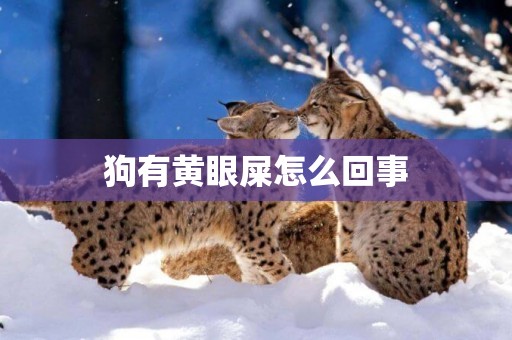 狗有黃眼屎怎么回事