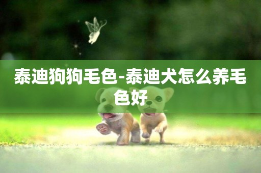 泰迪狗狗毛色-泰迪犬怎么養毛色好