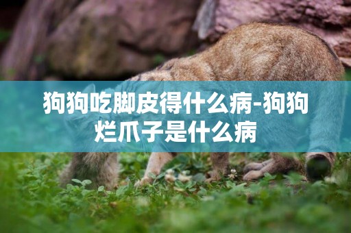 狗狗吃腳皮得什么病-狗狗爛爪子是什么病