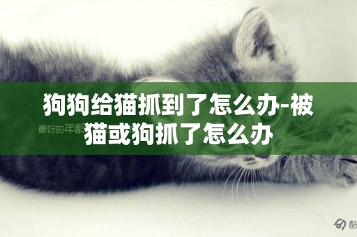 狗狗給貓抓到了怎么辦-被貓或狗抓了怎么辦