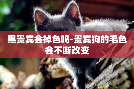 黑貴賓會掉色嗎-貴賓狗的毛色會不斷改變